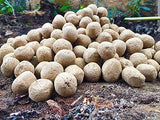 Banyan Seed Balls- Pack of 1000