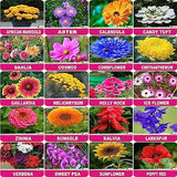 Flare Seeds Garden Flower Seeds- Pack of 20