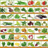 Flare Seeds Vrisa Green 30 Varieties of Vegetable & Fruit Seeds