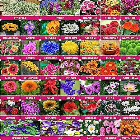 Flare Seeds Garden Flower Seeds- Pack of 45