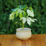 Ceramic Planter with Horizontal Grooves