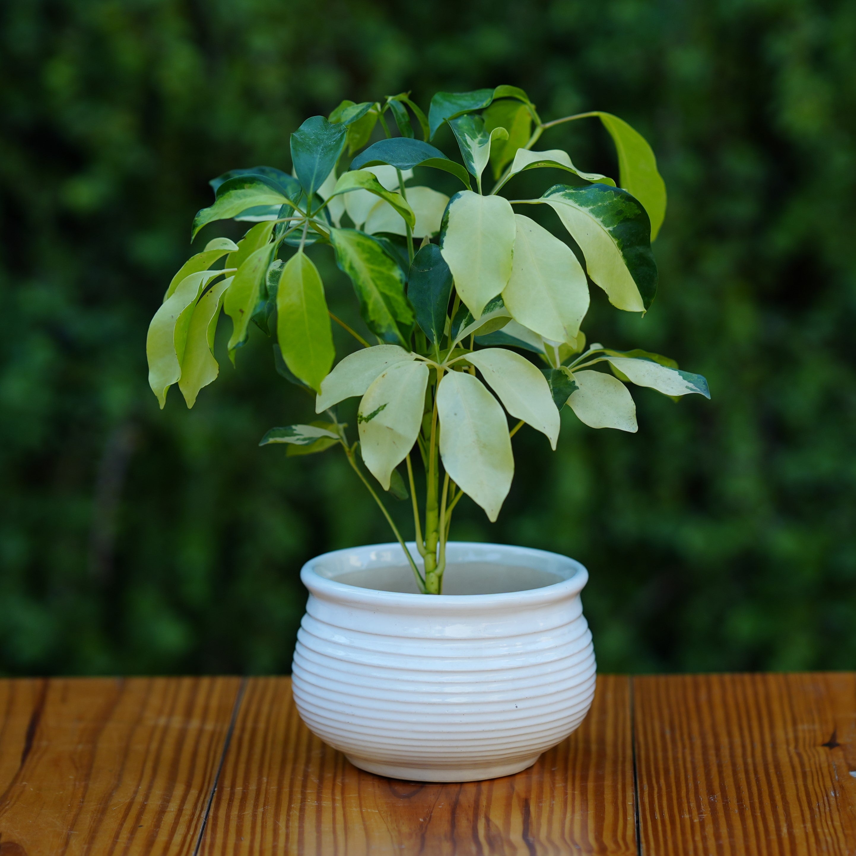 Ceramic Planter with Horizontal Grooves