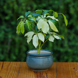 Ceramic Planter with Horizontal Grooves