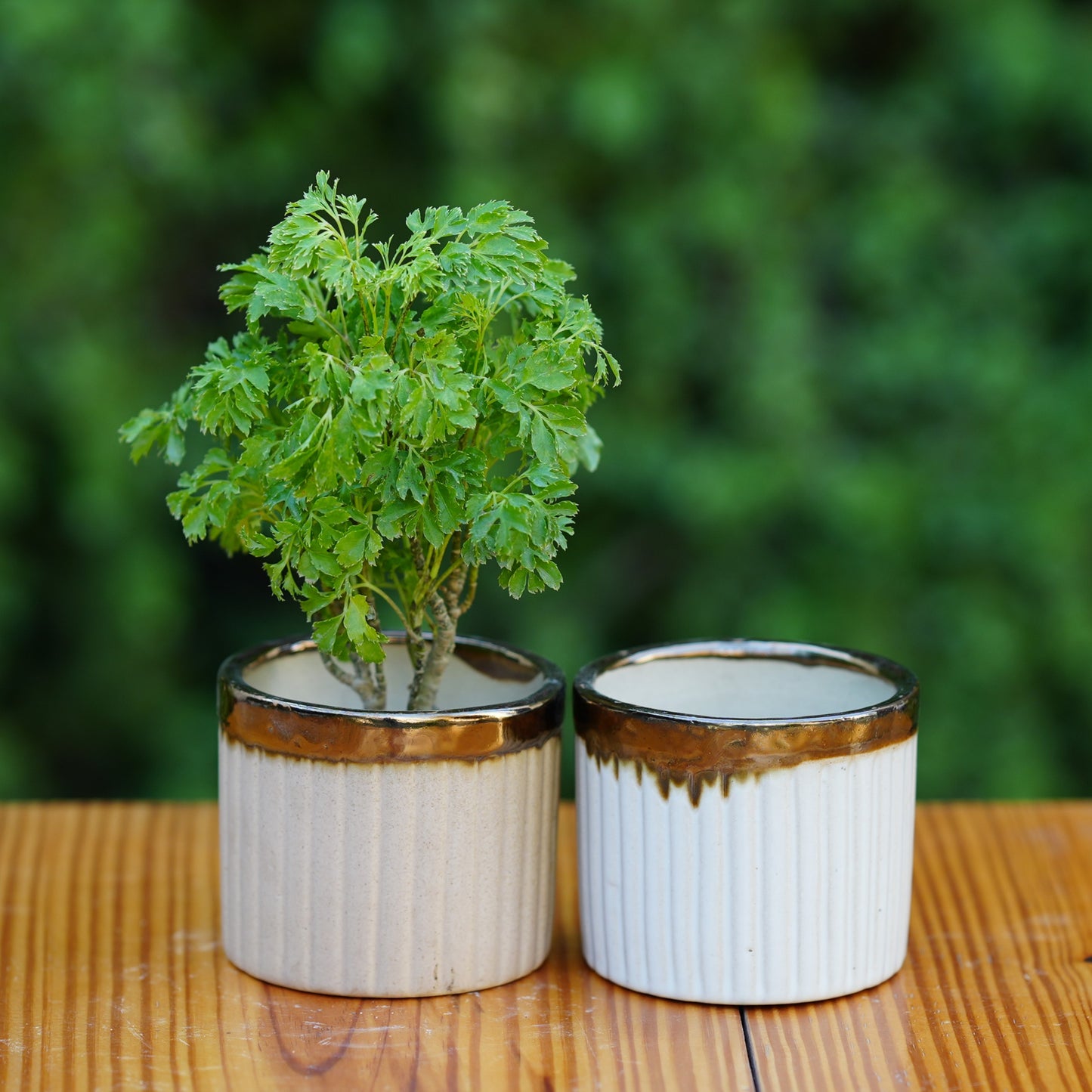 Luxury Gold-Rimmed Ceramic Planter