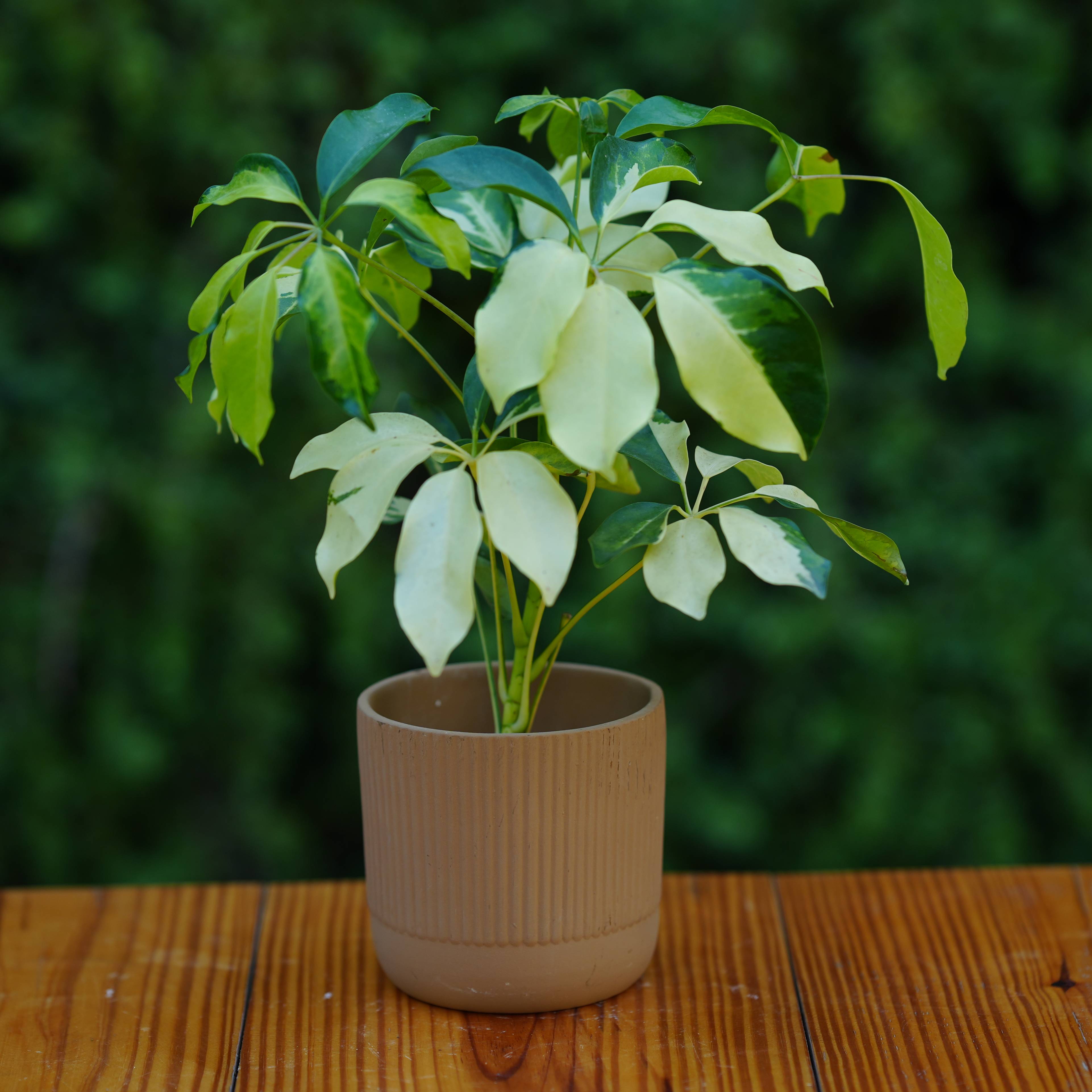 Modern Ribbed Ceramic Planter