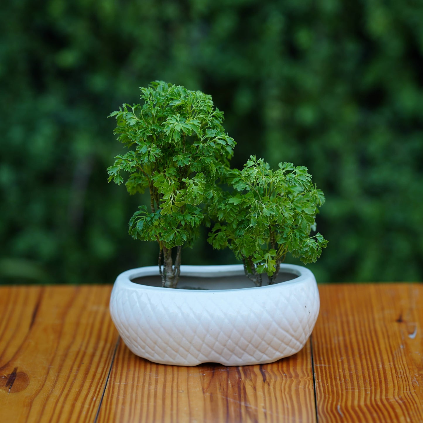 White Ceramic Planter with Diamond Texture