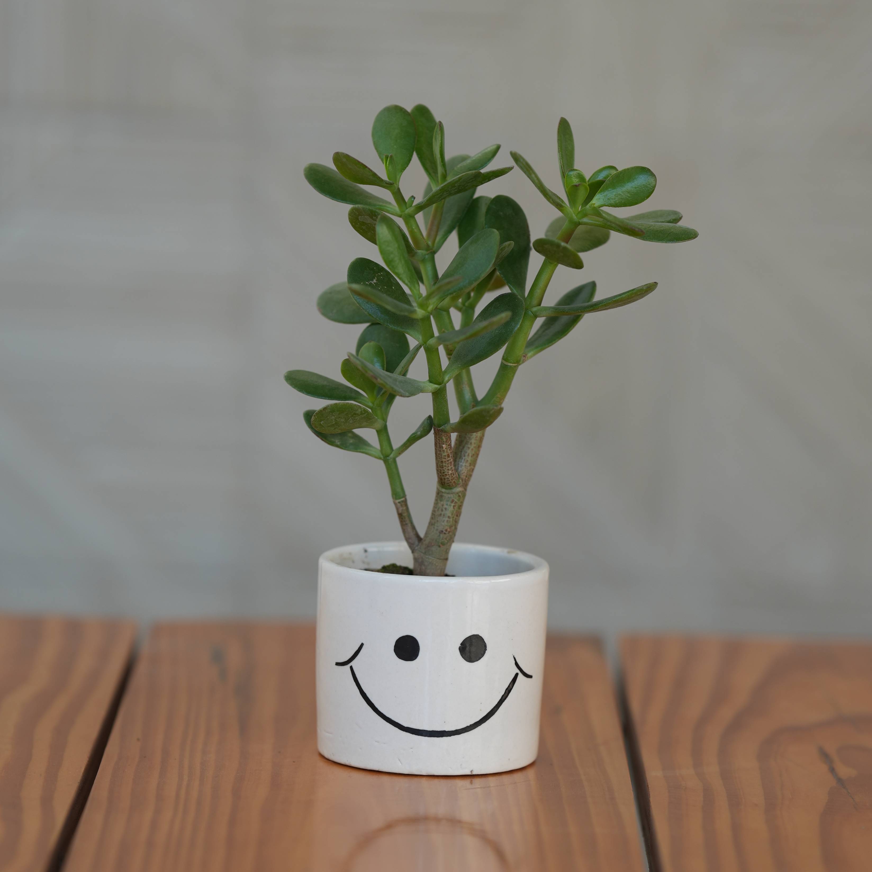 Cheerful Smiley Face Ceramic Planter for Plants