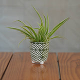 Ceramic Unique Green and White Zigzag Pattern Planter For Plants