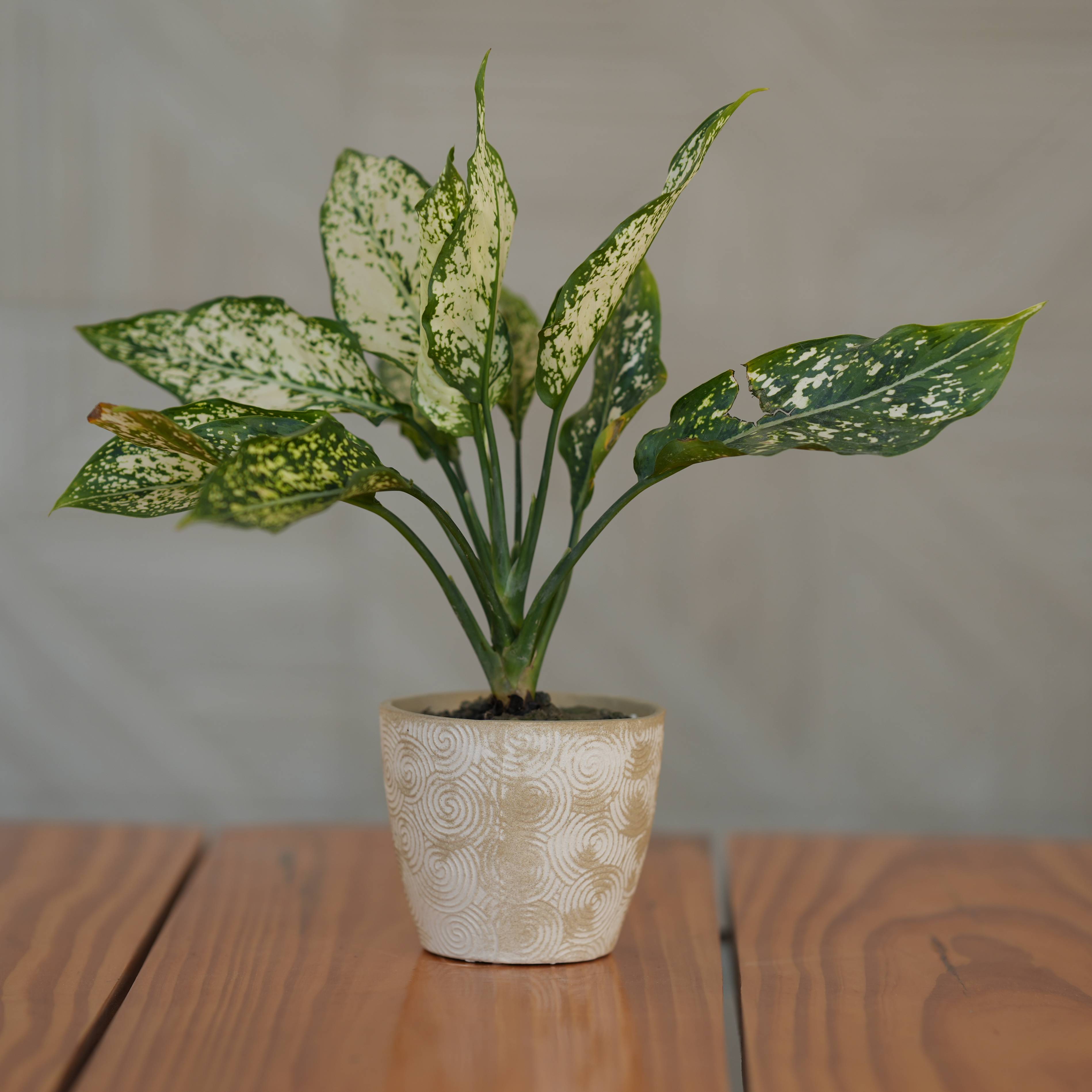 Ceramic Spiral Swirl Textured Planter/ Pot for Plants