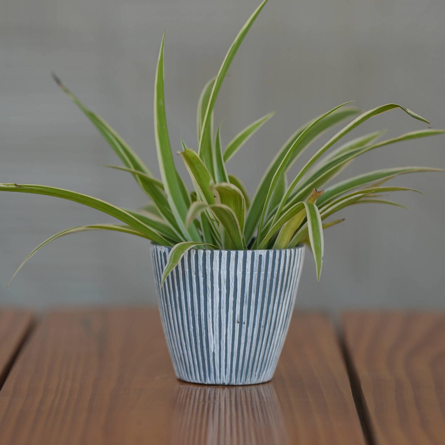 Ceramic Minimalist Grey Stripe Design Pot For Plants