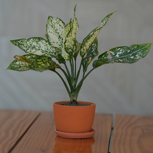 Ceramic Classic Terracotta Planter with Tray