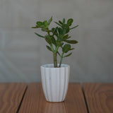 Minimalist White Ceramic Fluted Planter for Plants