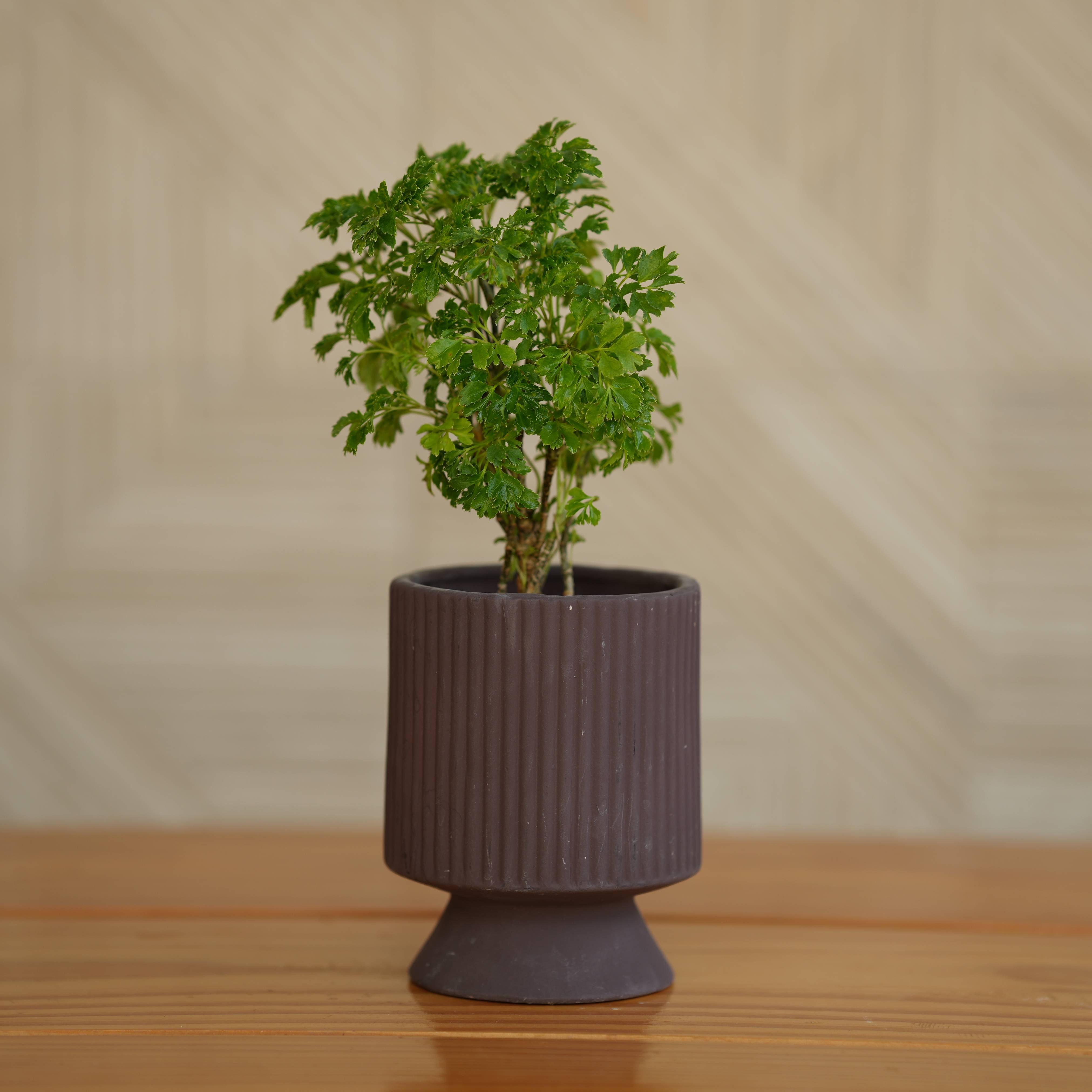 Ceramic Long Okhli Planter For Plants