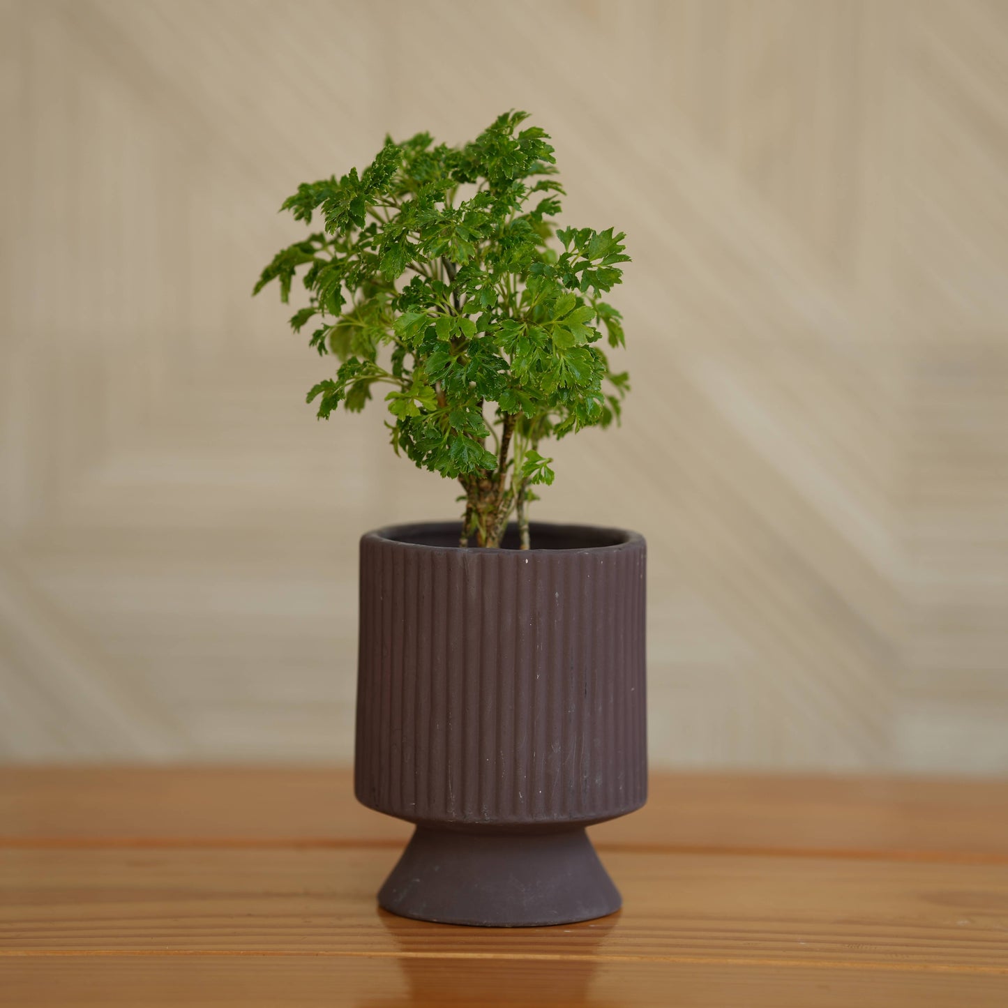 Ceramic Long Okhli Planter For Plants