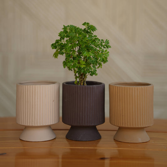 Ceramic Long Okhli Planter For Plants