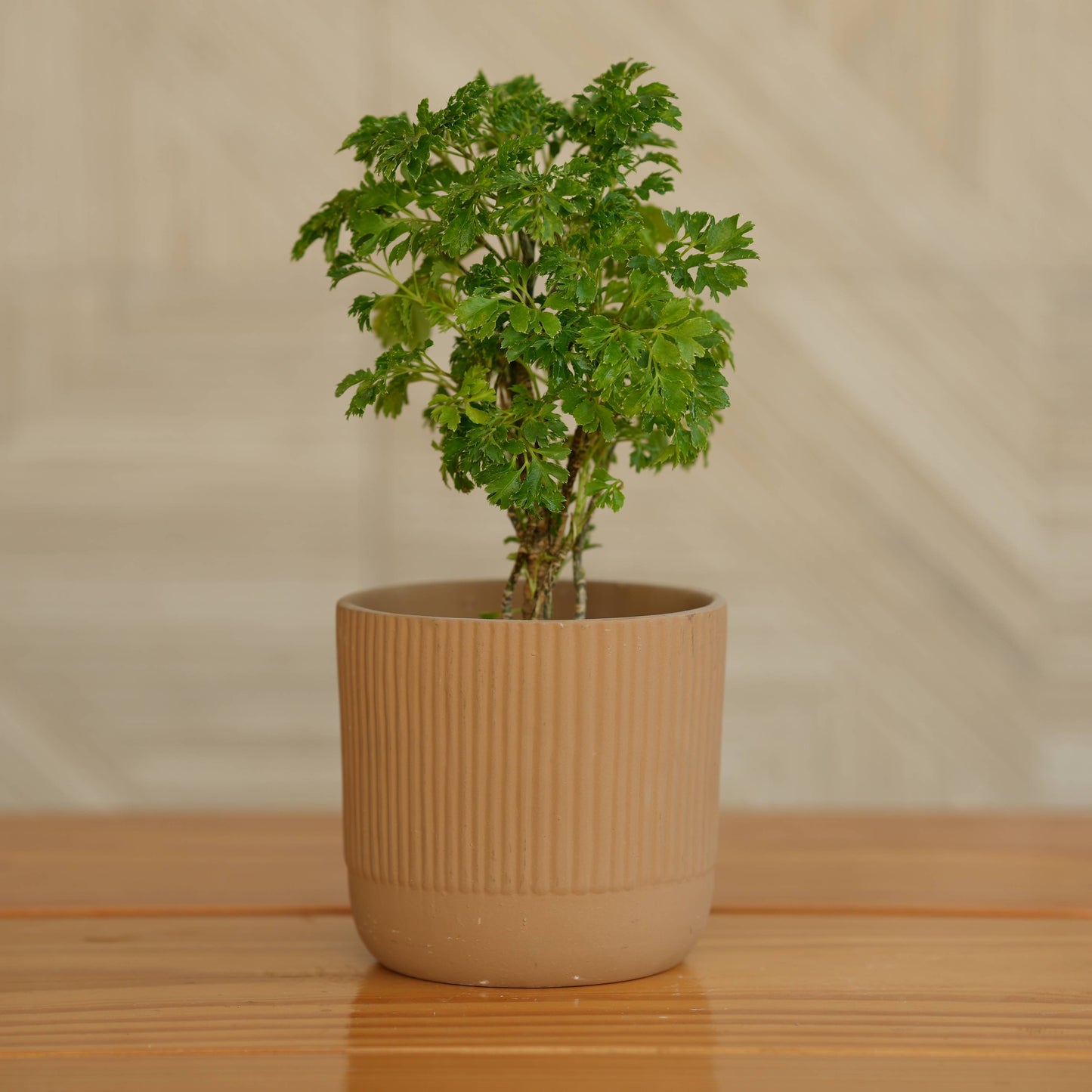 Modern Ribbed Ceramic Planter