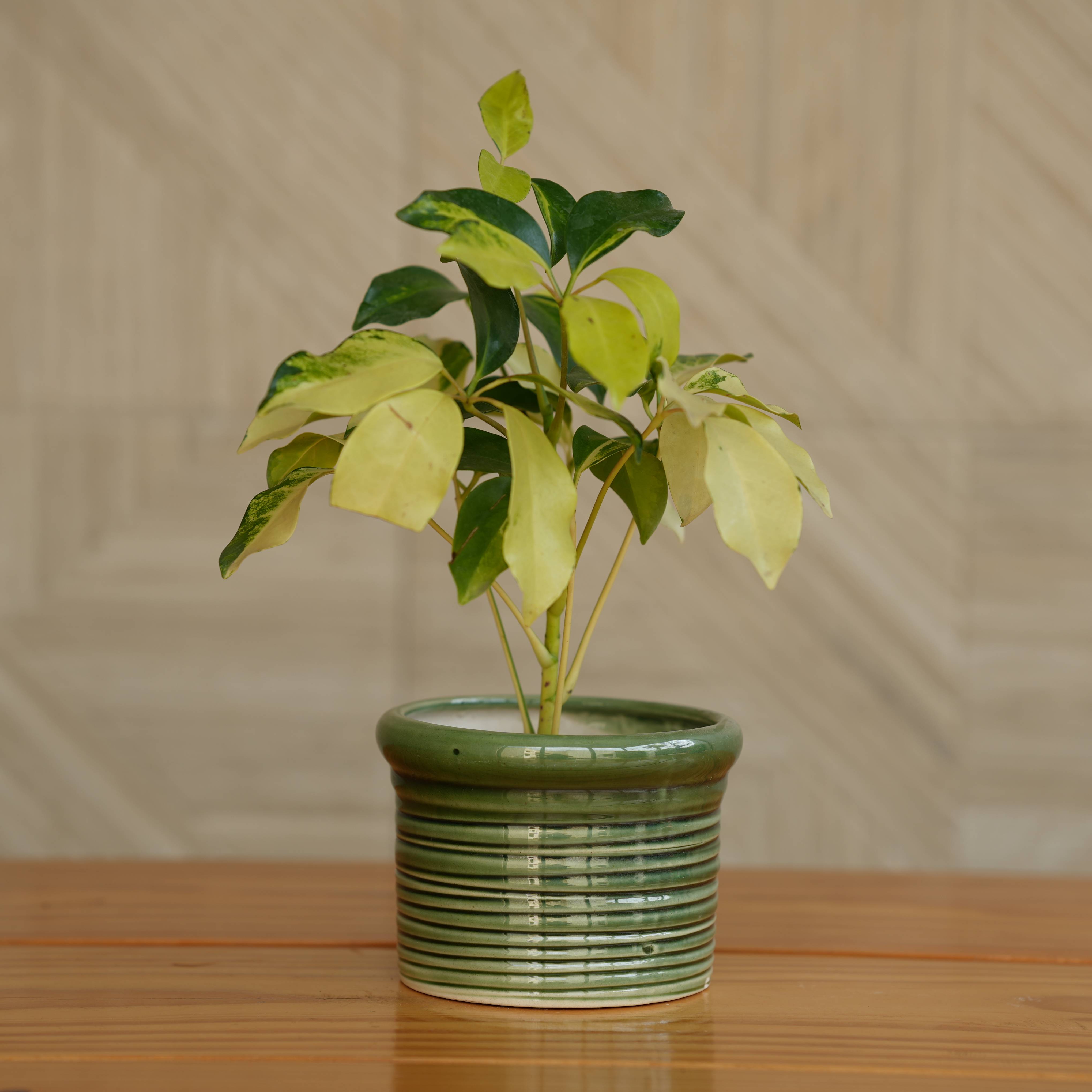 Ceramic Round Ribbed Pot/Planter for Plants