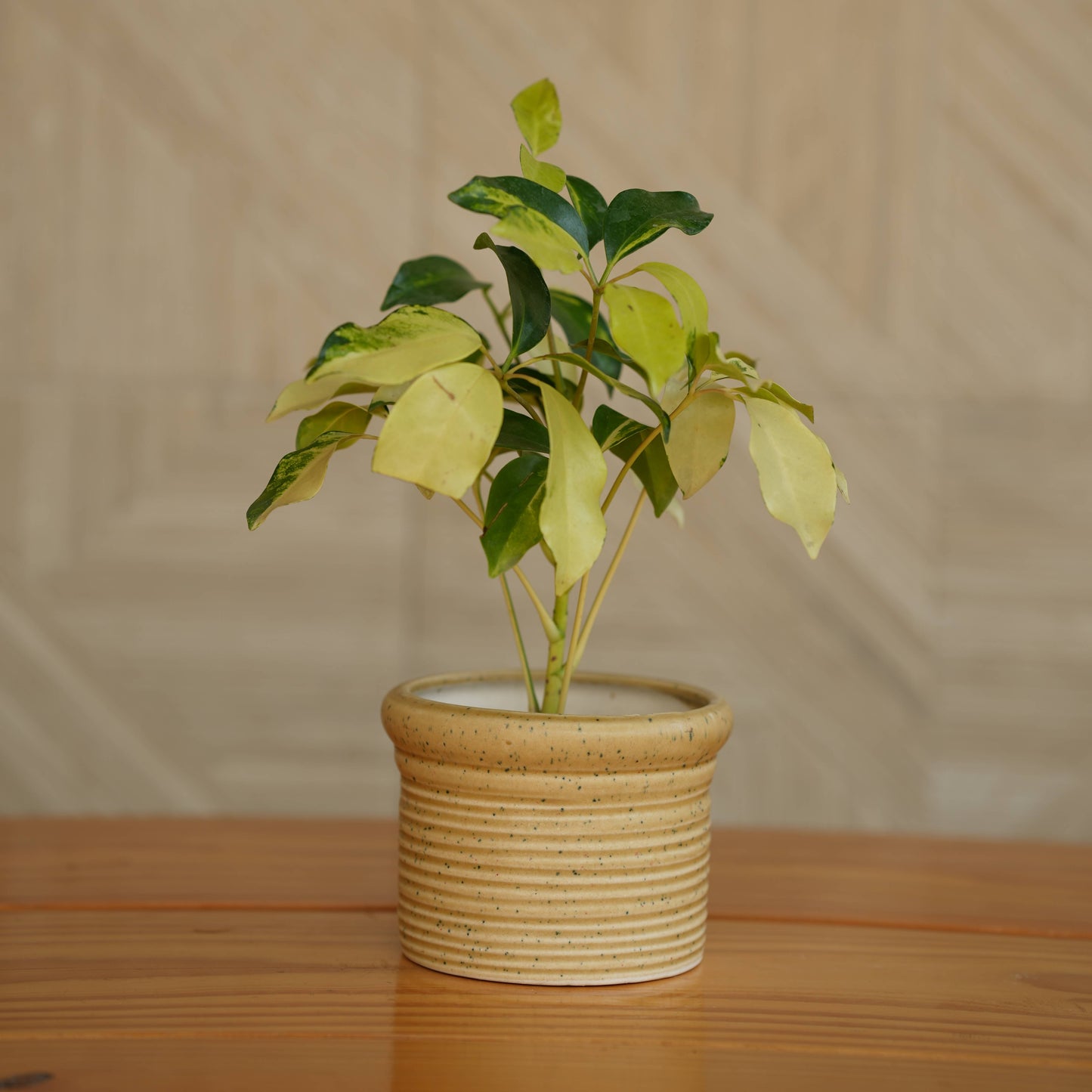 Ceramic Round Ribbed Pot/Planter for Plants