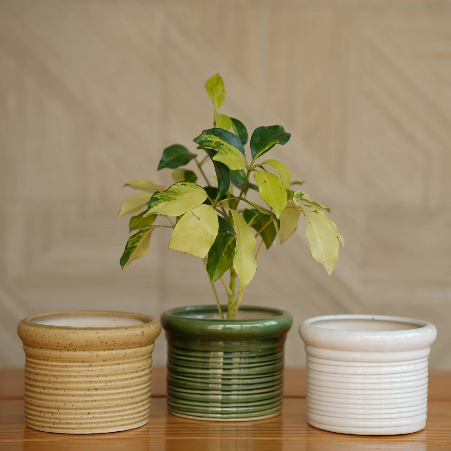 Ceramic Round Ribbed Pot/Planter for Plants