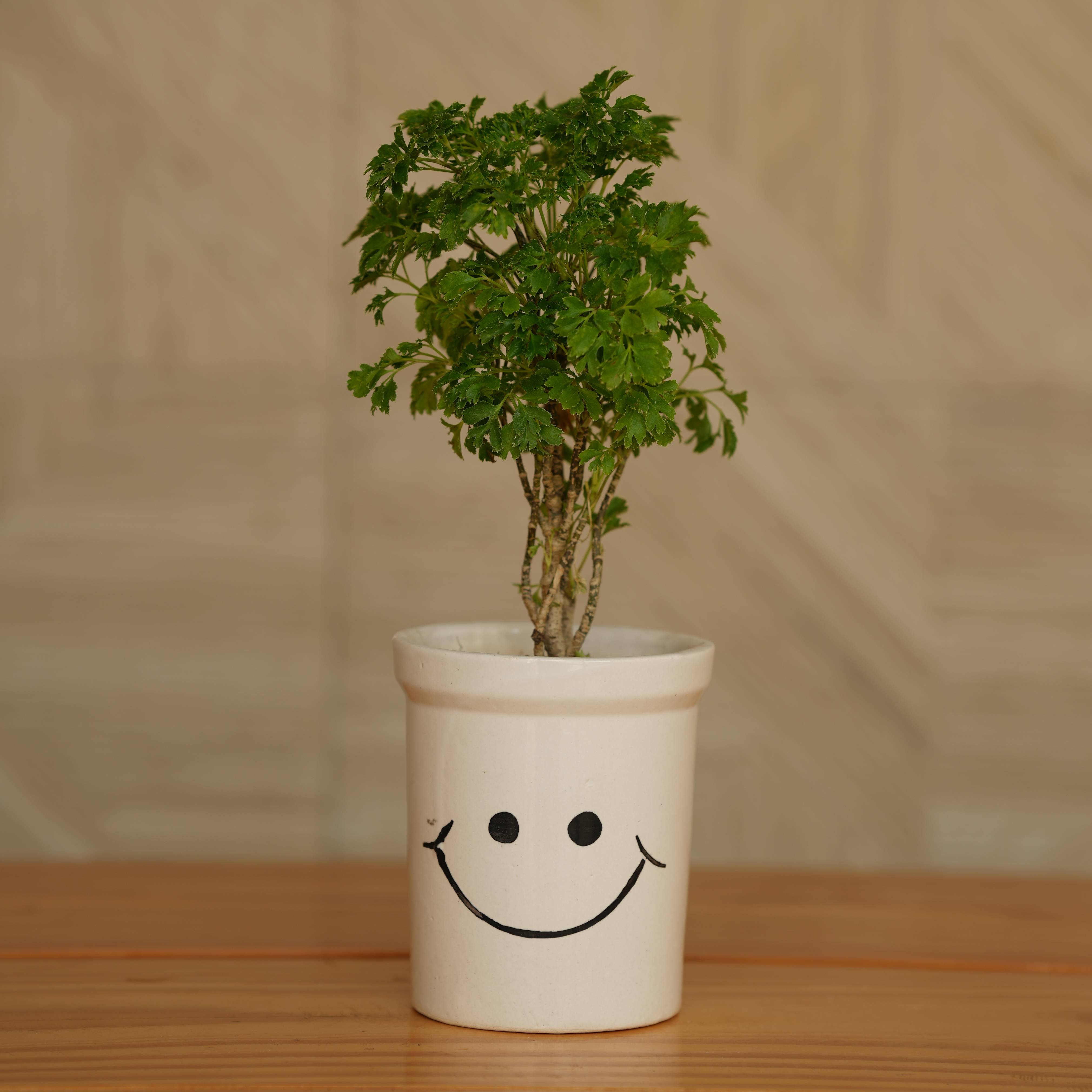 Cheerful Smiley Face Ceramic Planter for Plants