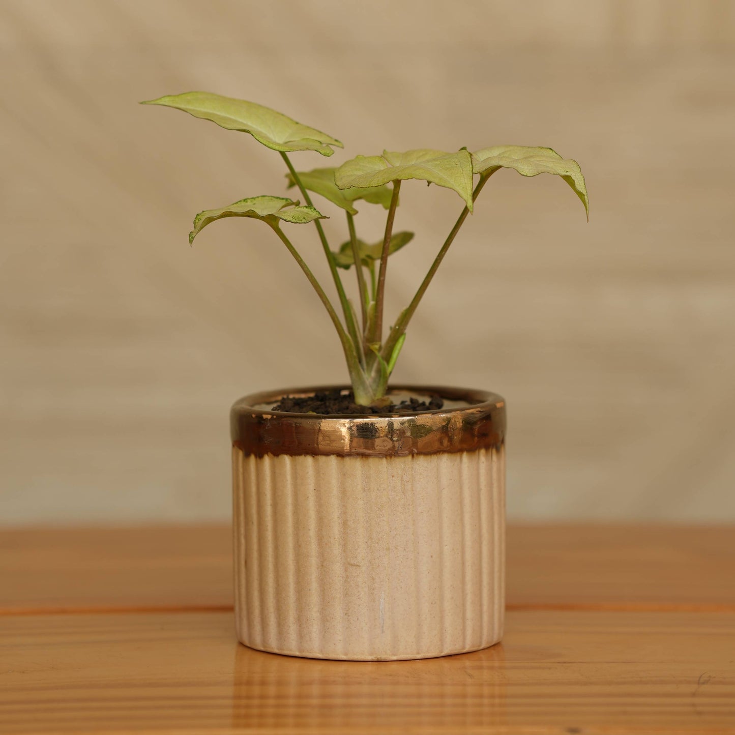 Luxury Gold-Rimmed Ceramic Planter