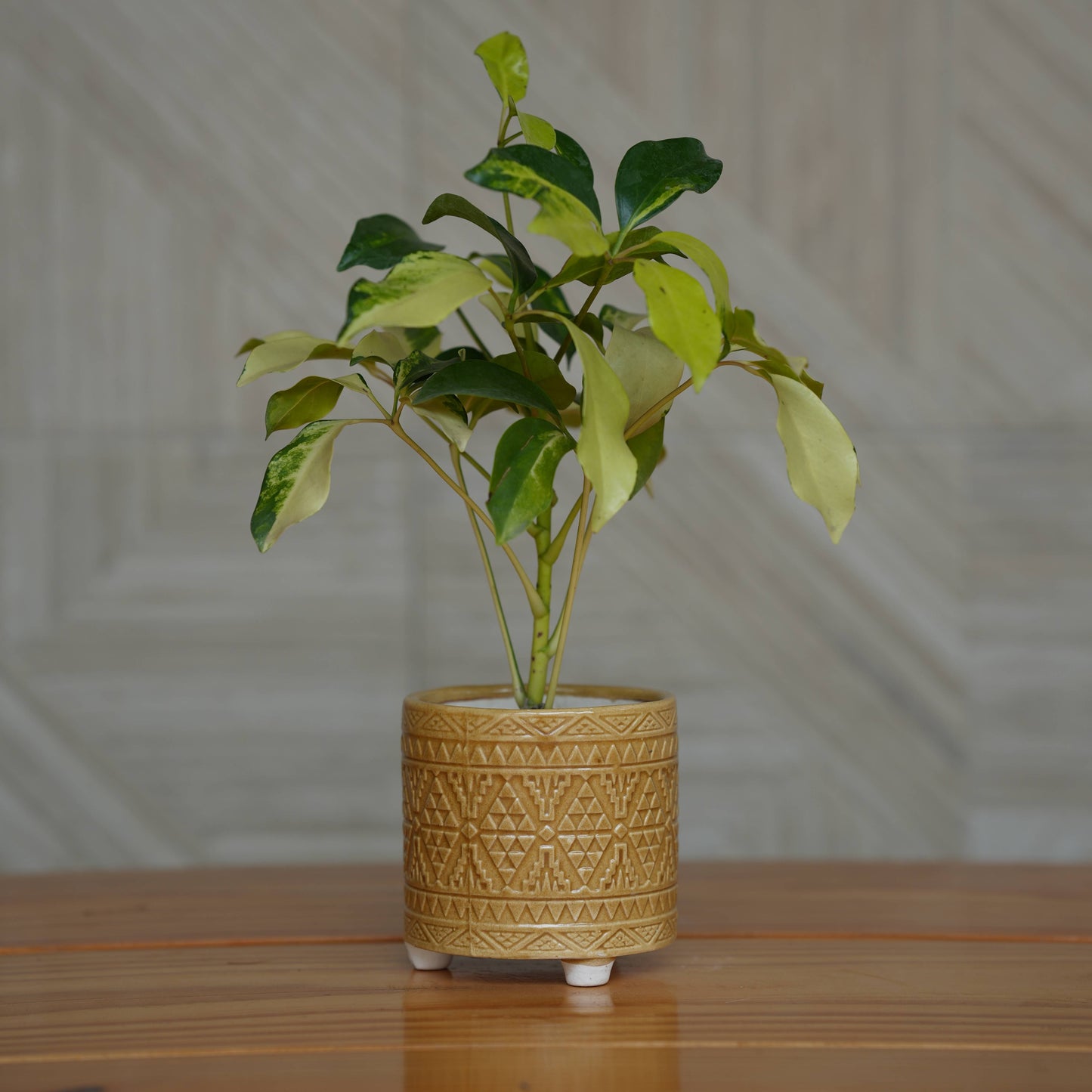 Ceramic Geometric Pattern Ceramic Planter with Three Feet