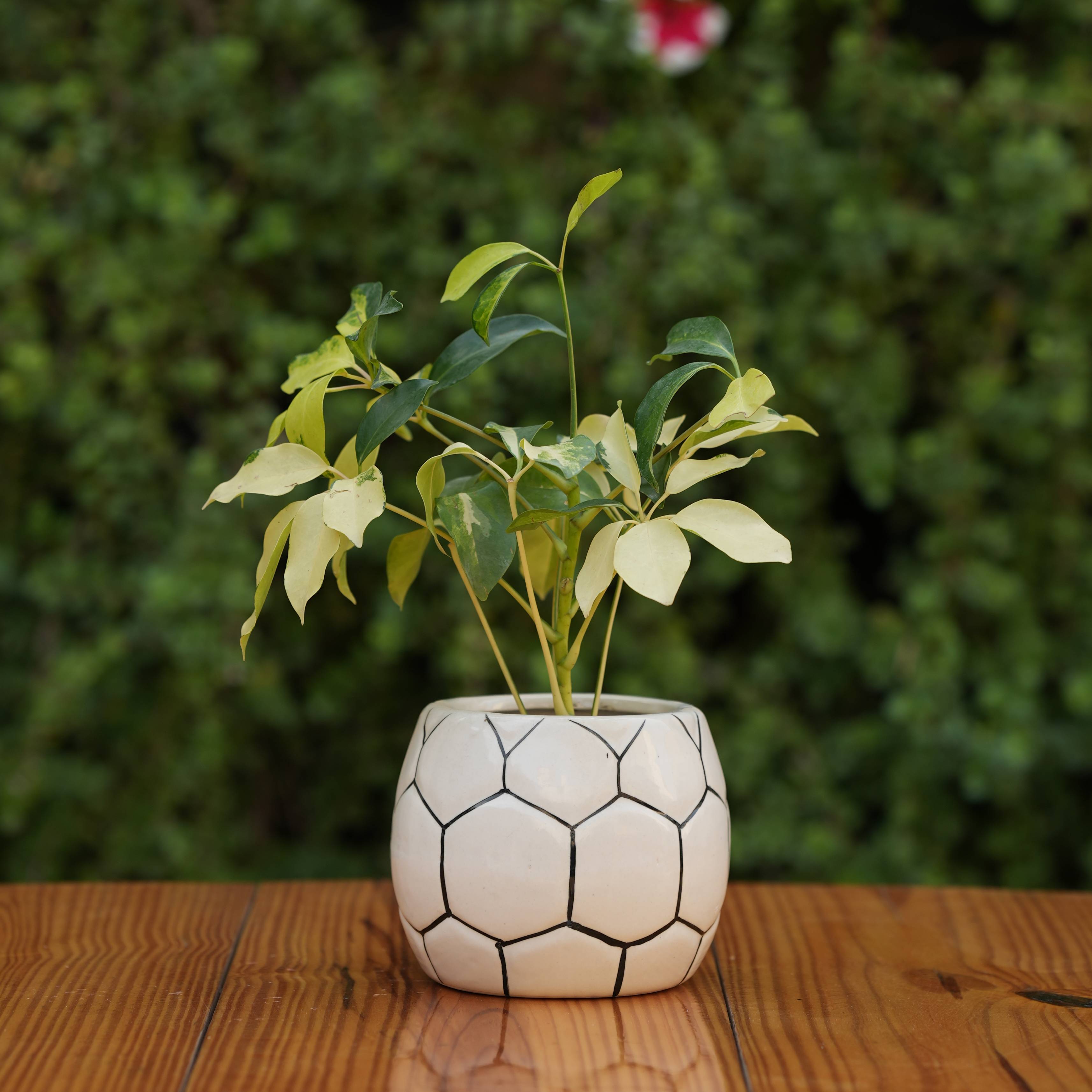 Ball Design Ceramic Planter