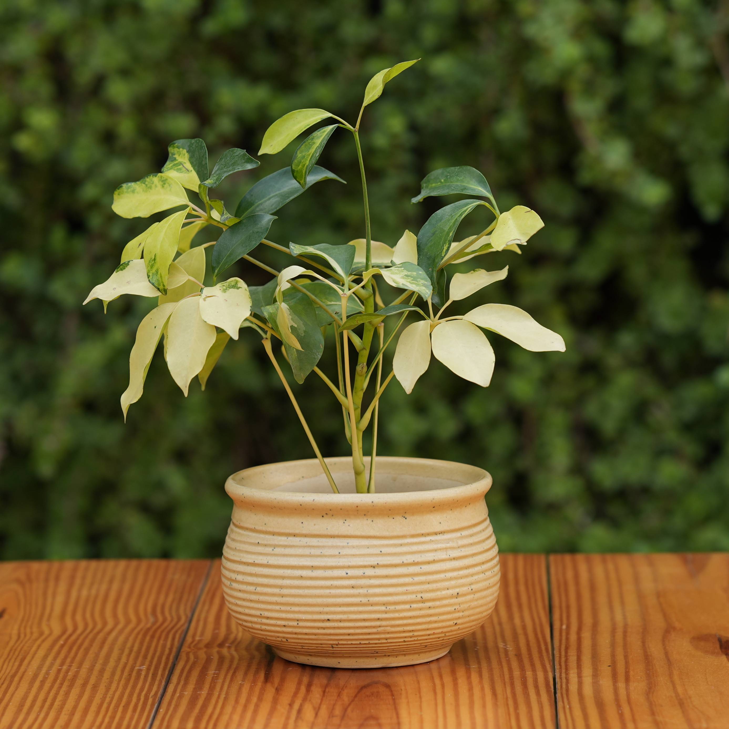 Ceramic Planter with Horizontal Grooves