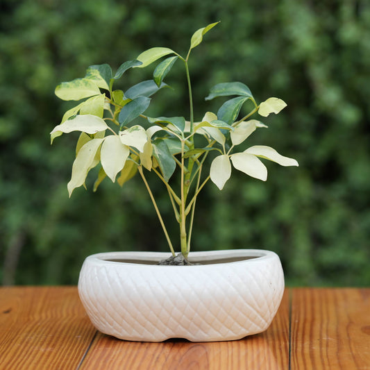 White Ceramic Planter with Diamond Texture