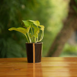 Cone shape With Glossy Finish Ceramic Planter