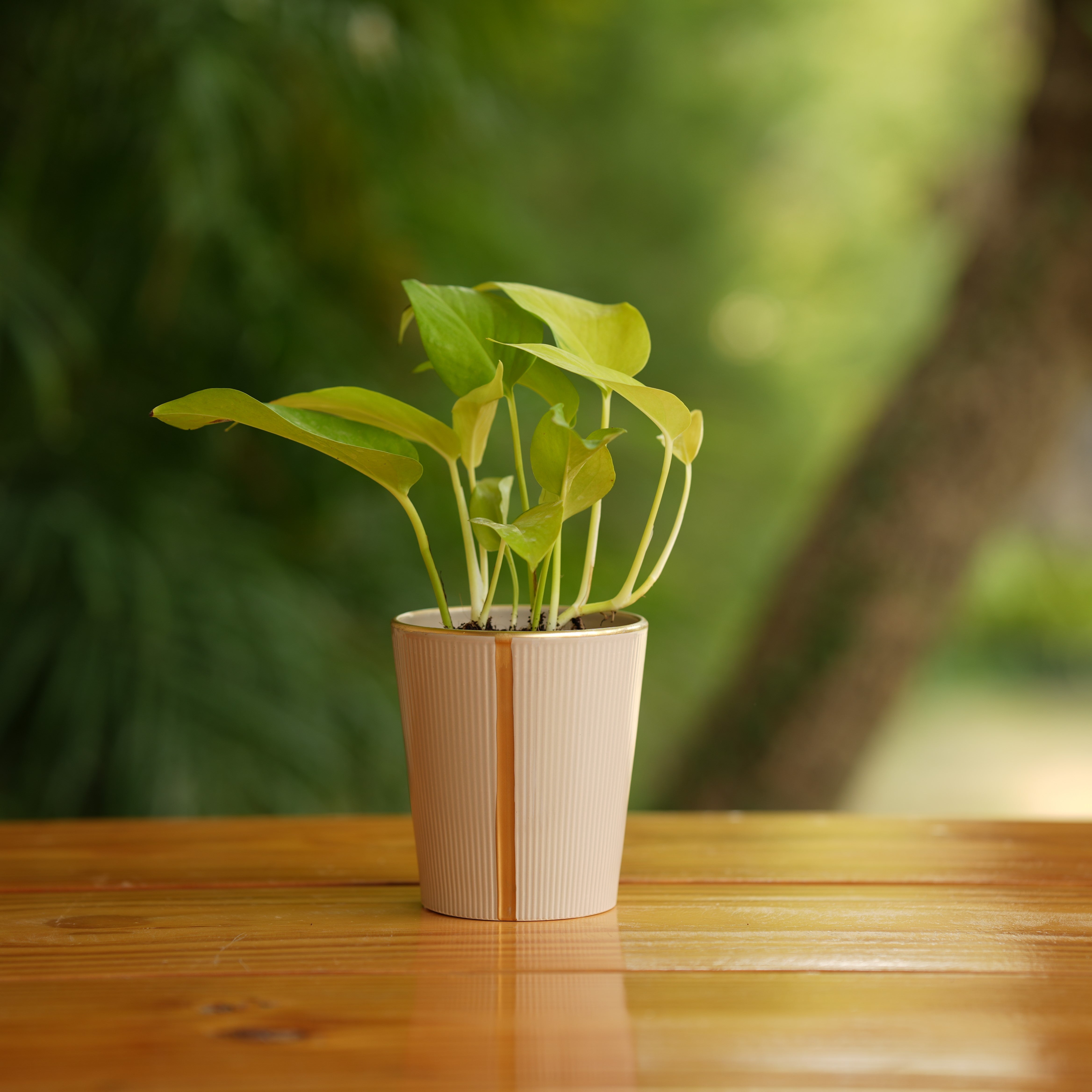 Cone shape With Glossy Finish Ceramic Planter