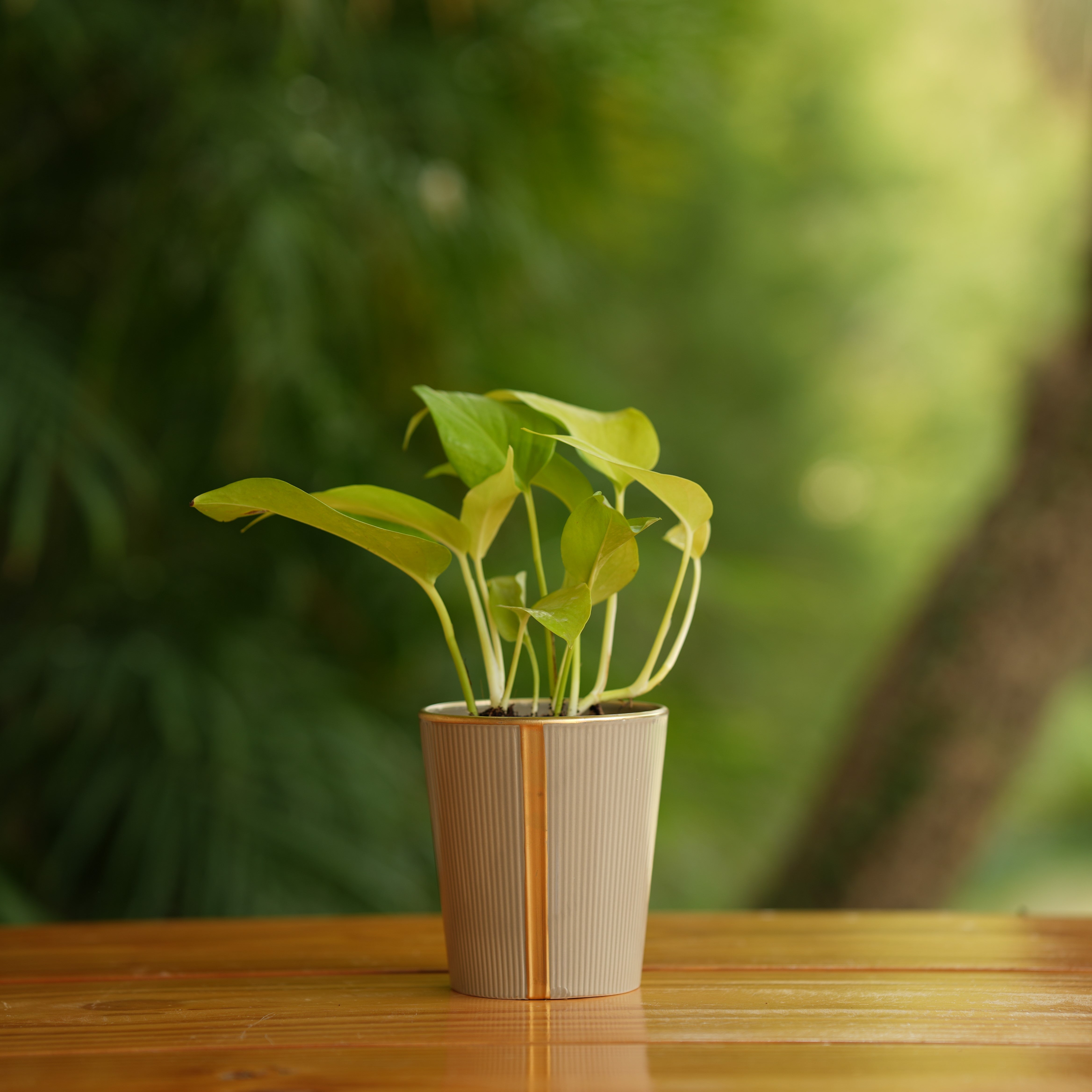 Cone shape With Glossy Finish Ceramic Planter