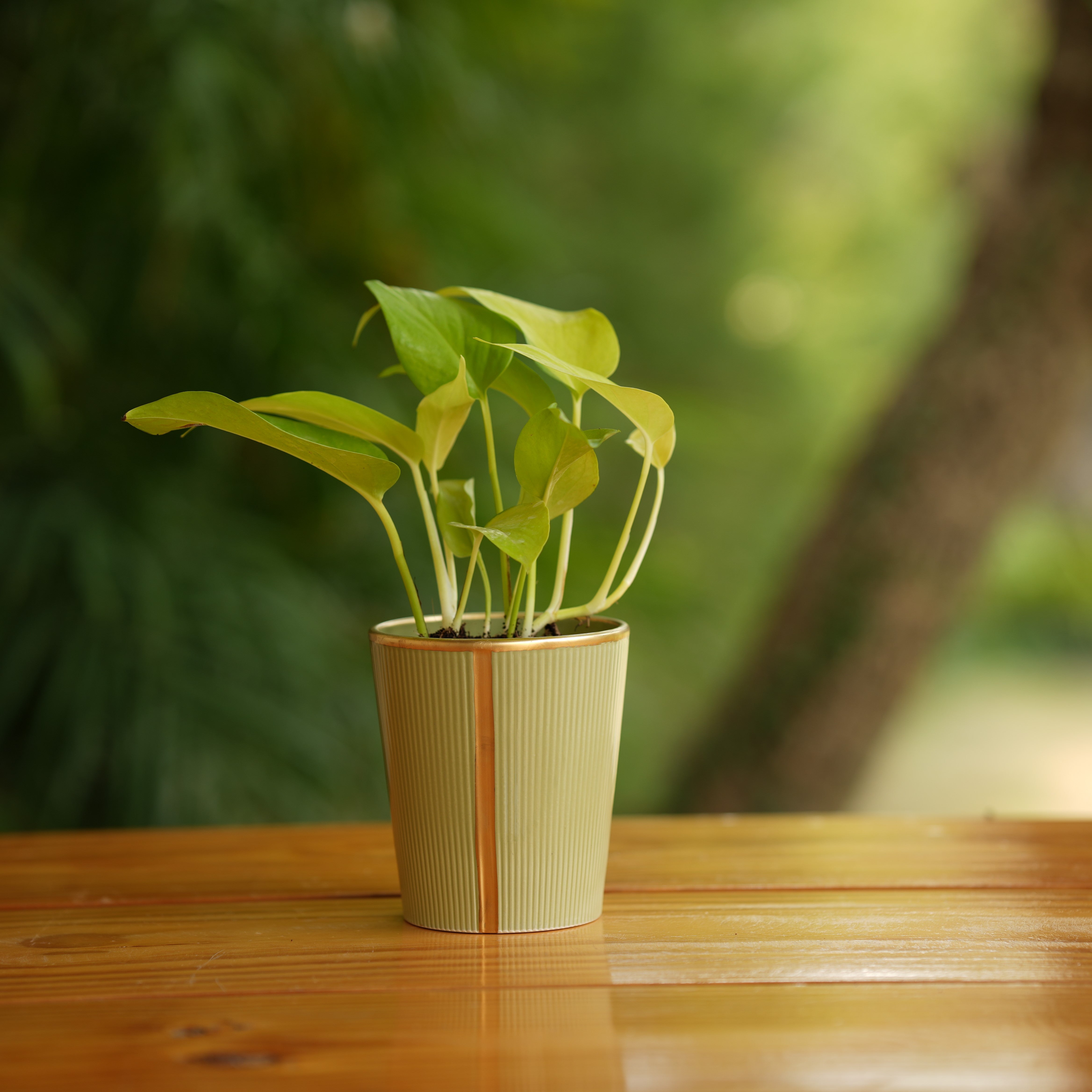 Cone shape With Glossy Finish Ceramic Planter