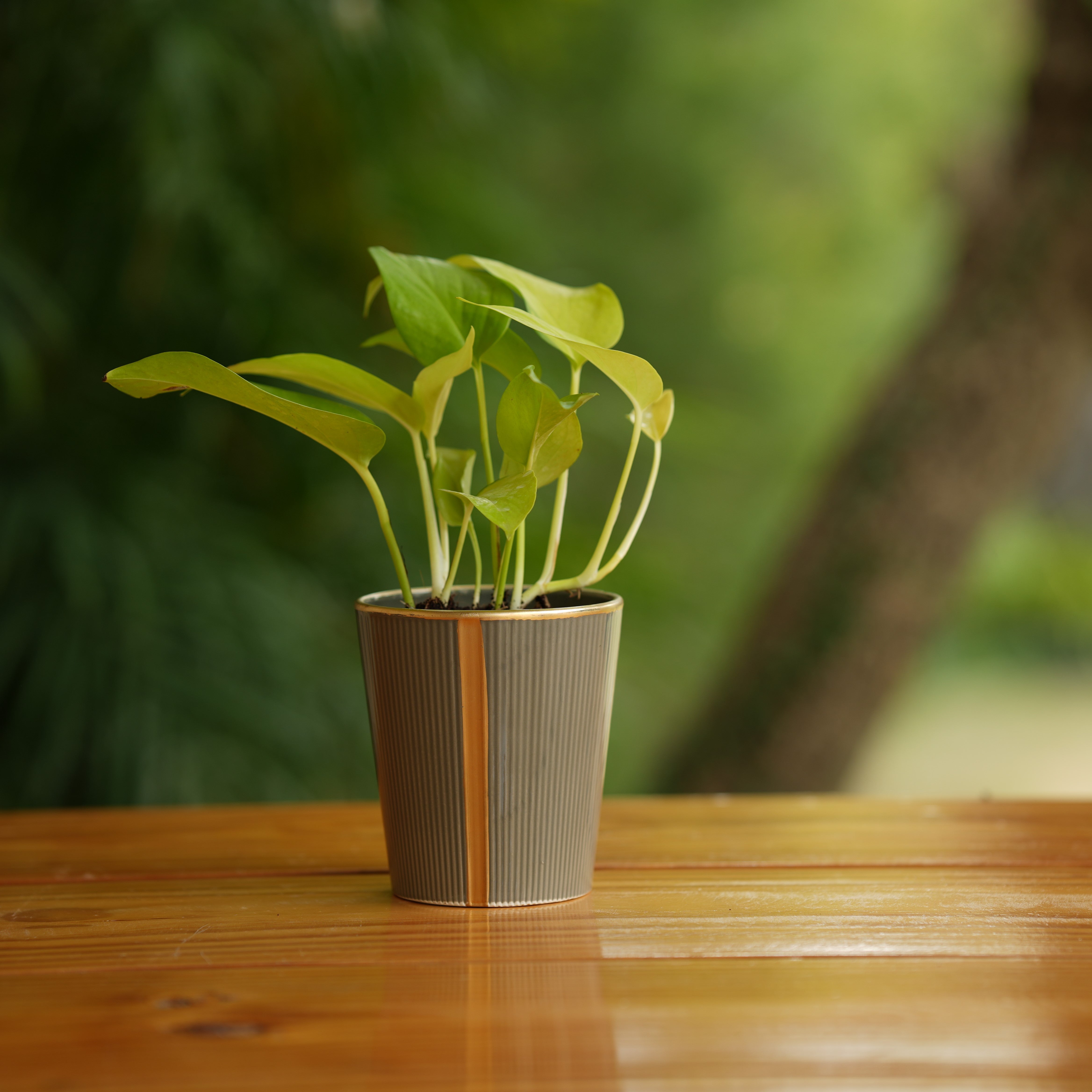 Cone shape With Glossy Finish Ceramic Planter