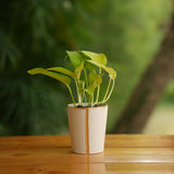 Cone shape With Glossy Finish Ceramic Planter