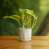 Diamond Cut Design Planter with Tray