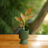 Long Okhli Shape With Glossy Finish Ceramic Planter