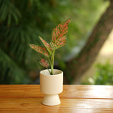 Long Okhli Shape With Glossy Finish Ceramic Planter