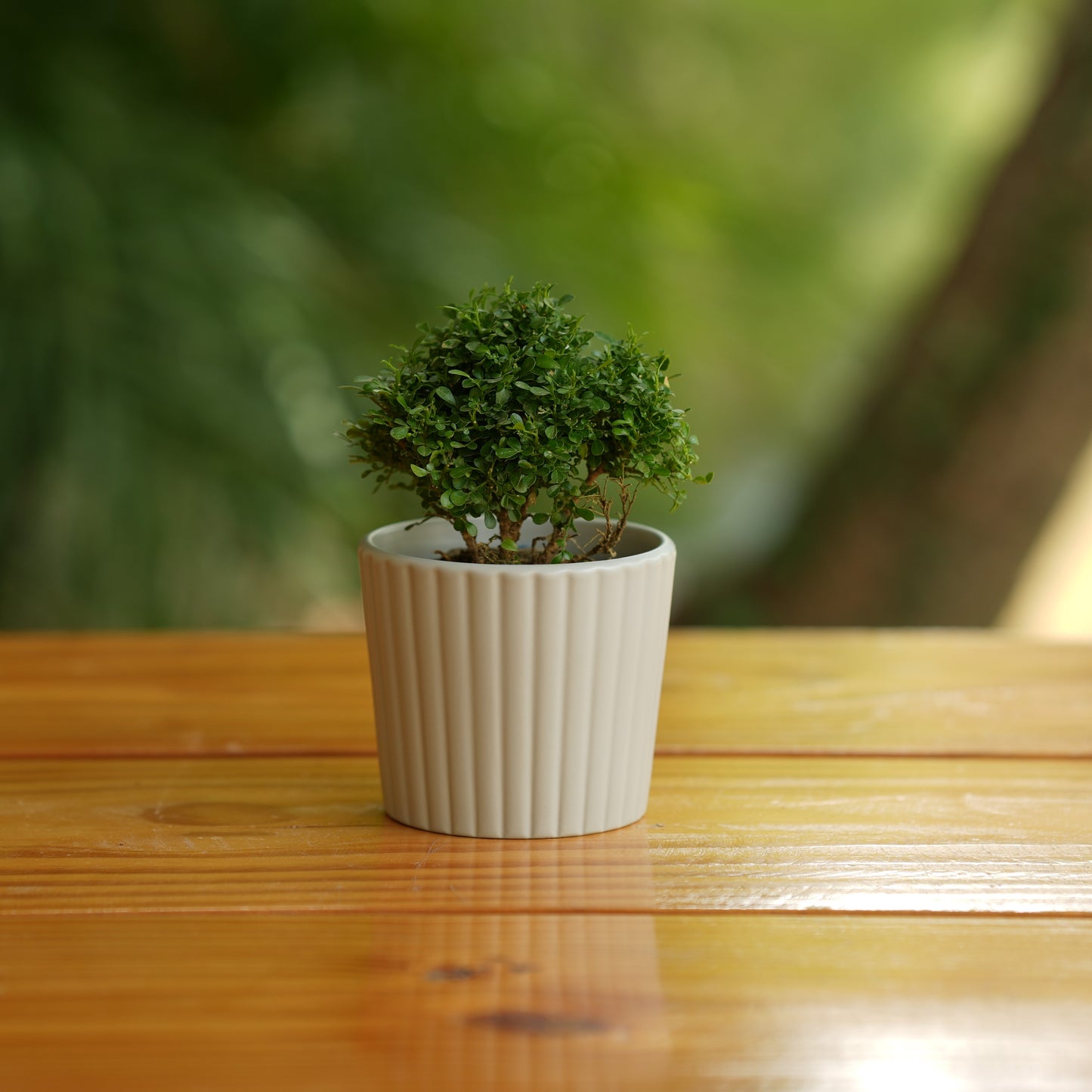 Ribbed Cone Shape Small Ceramic Planter