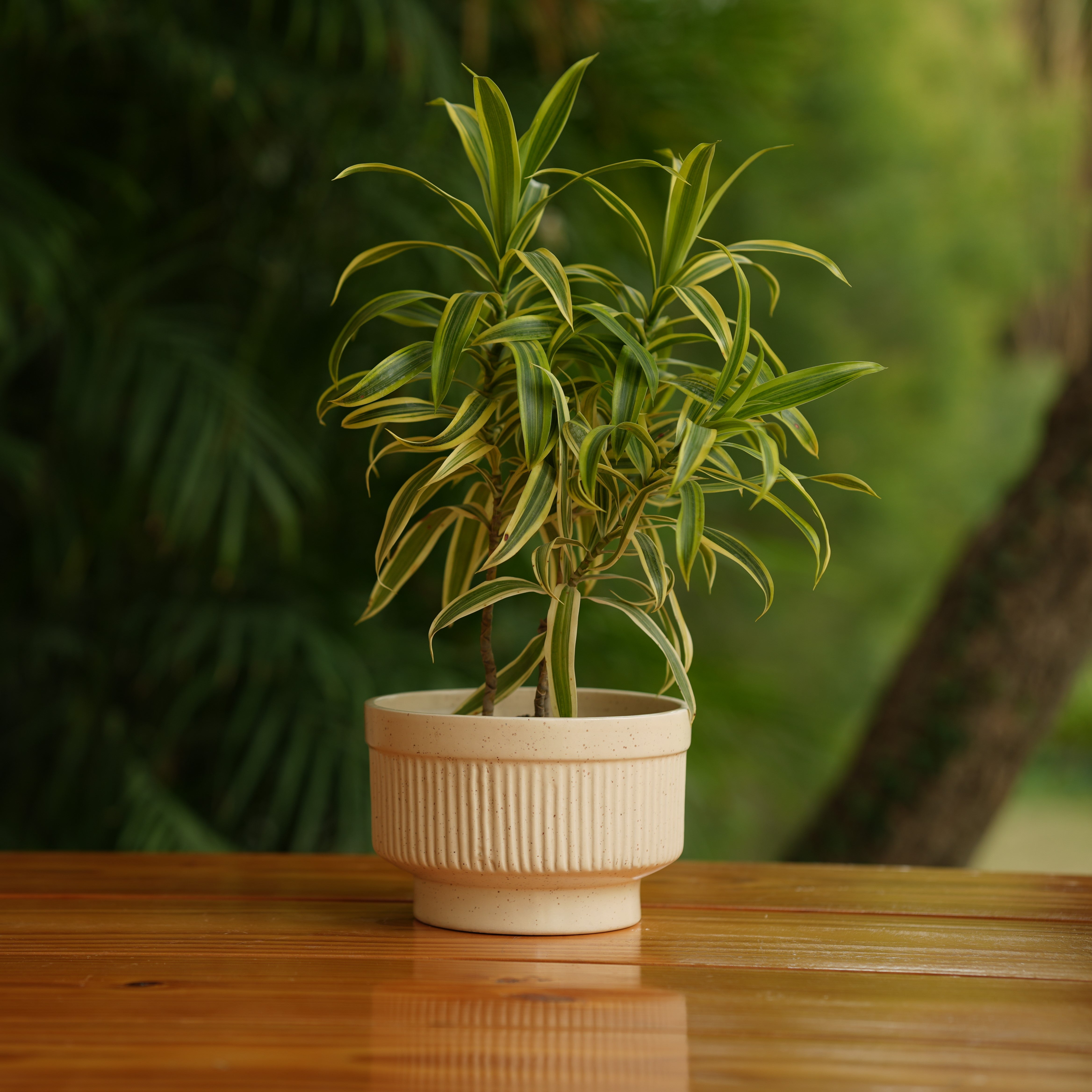 Handi Ribbed Ceramic Planter (Cream)