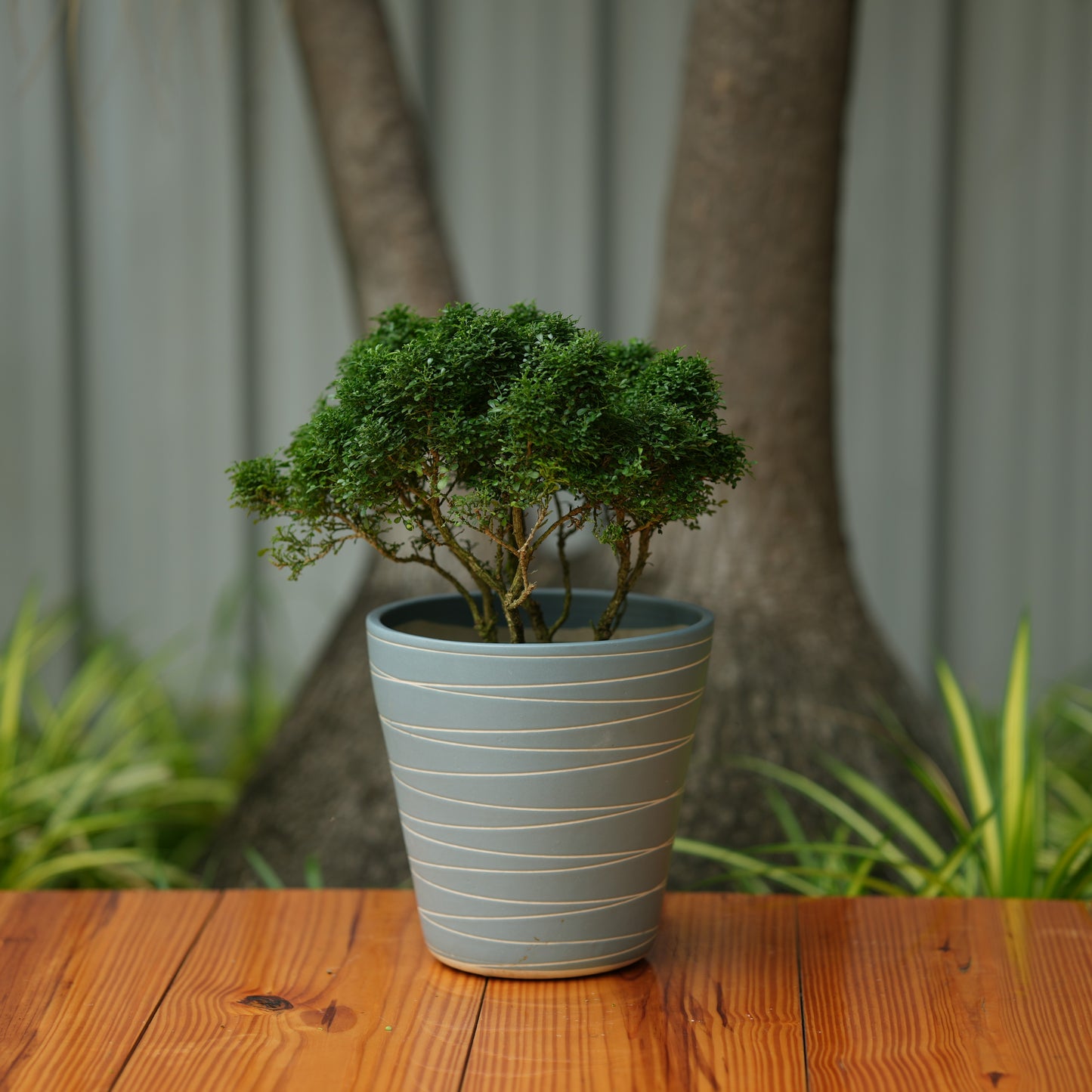 Cone Shape White Stripe Design Planter (Grey)