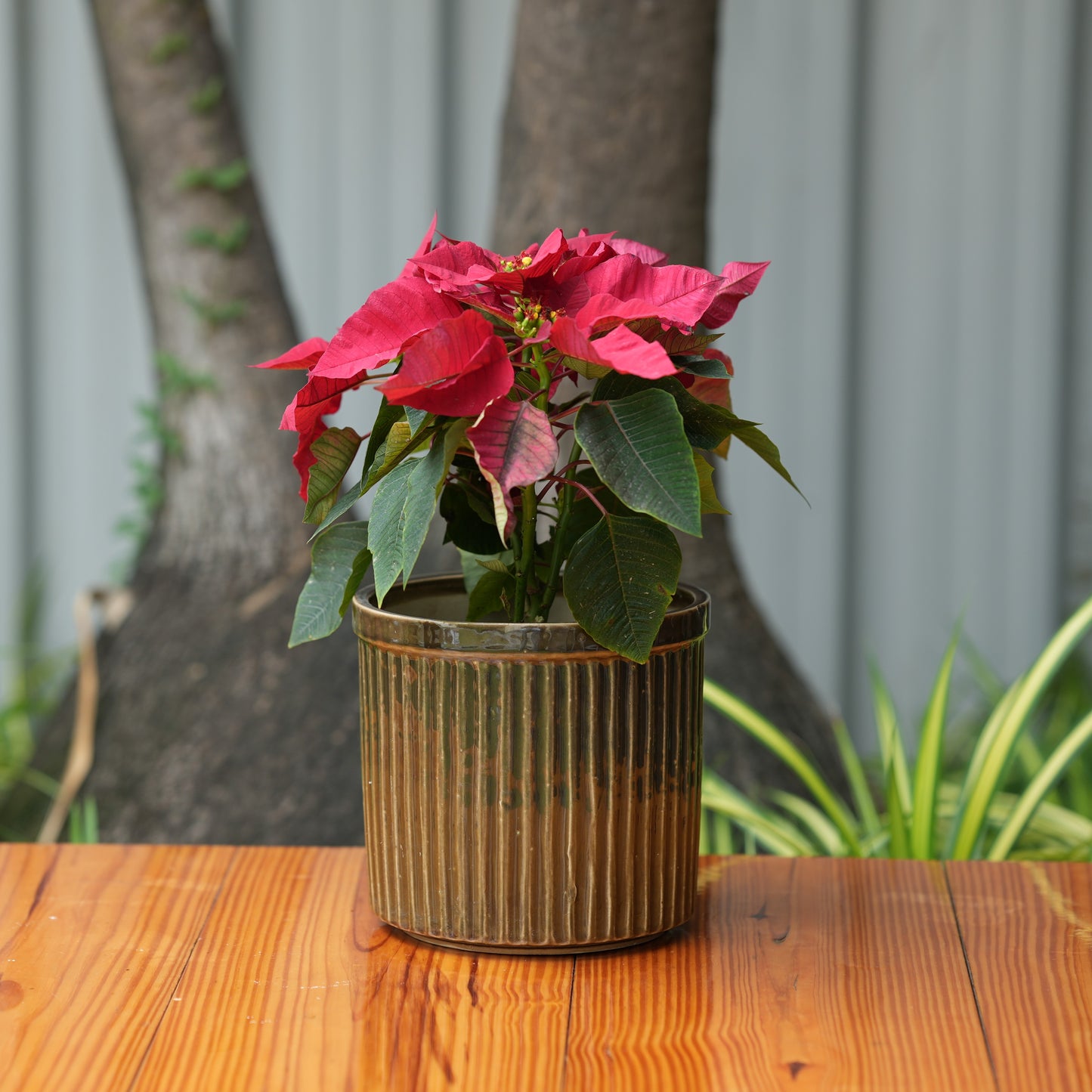 Celendrical Ribbed Ceramic Planter (Brown)