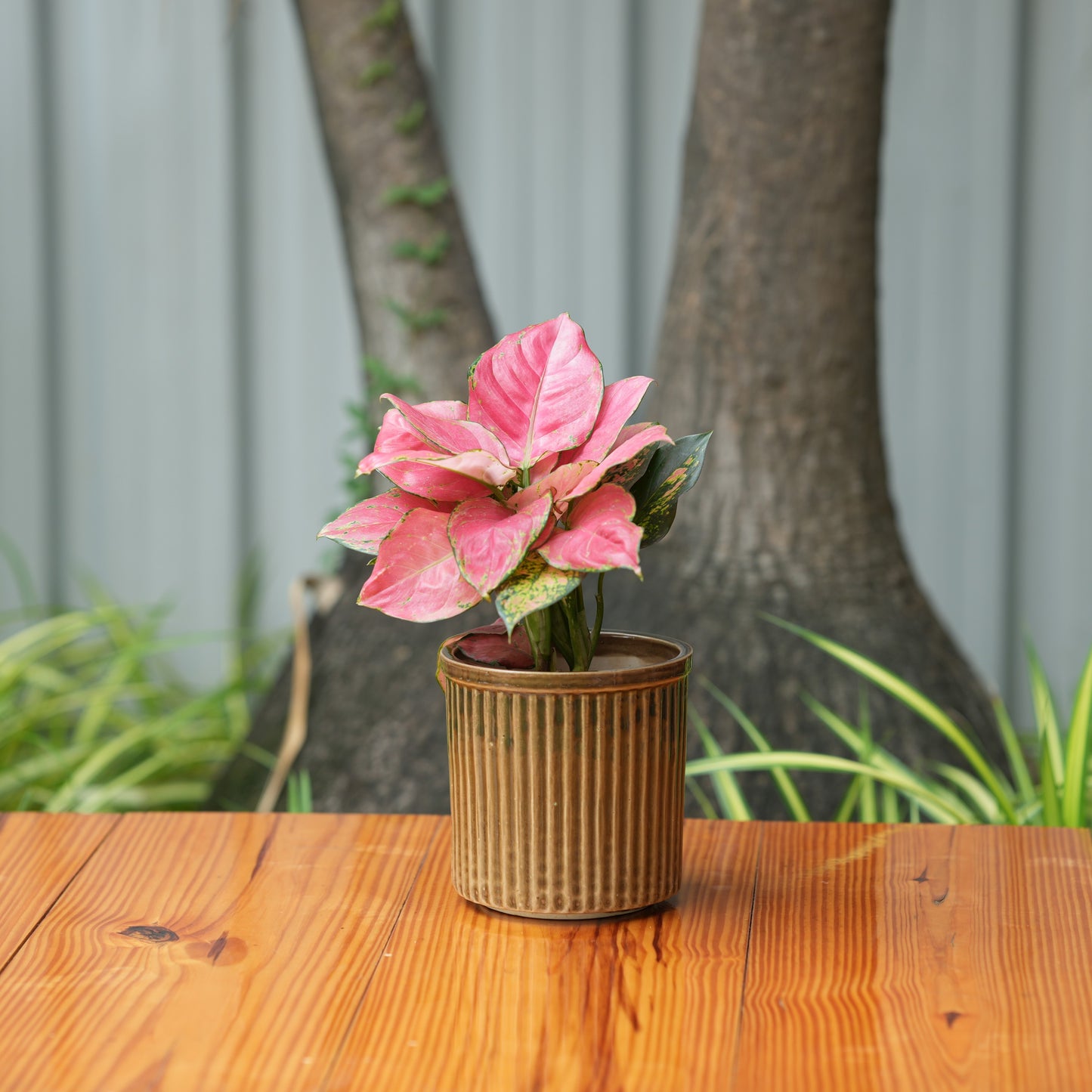 Celendrical Ribbed Ceramic Planter (Brown)