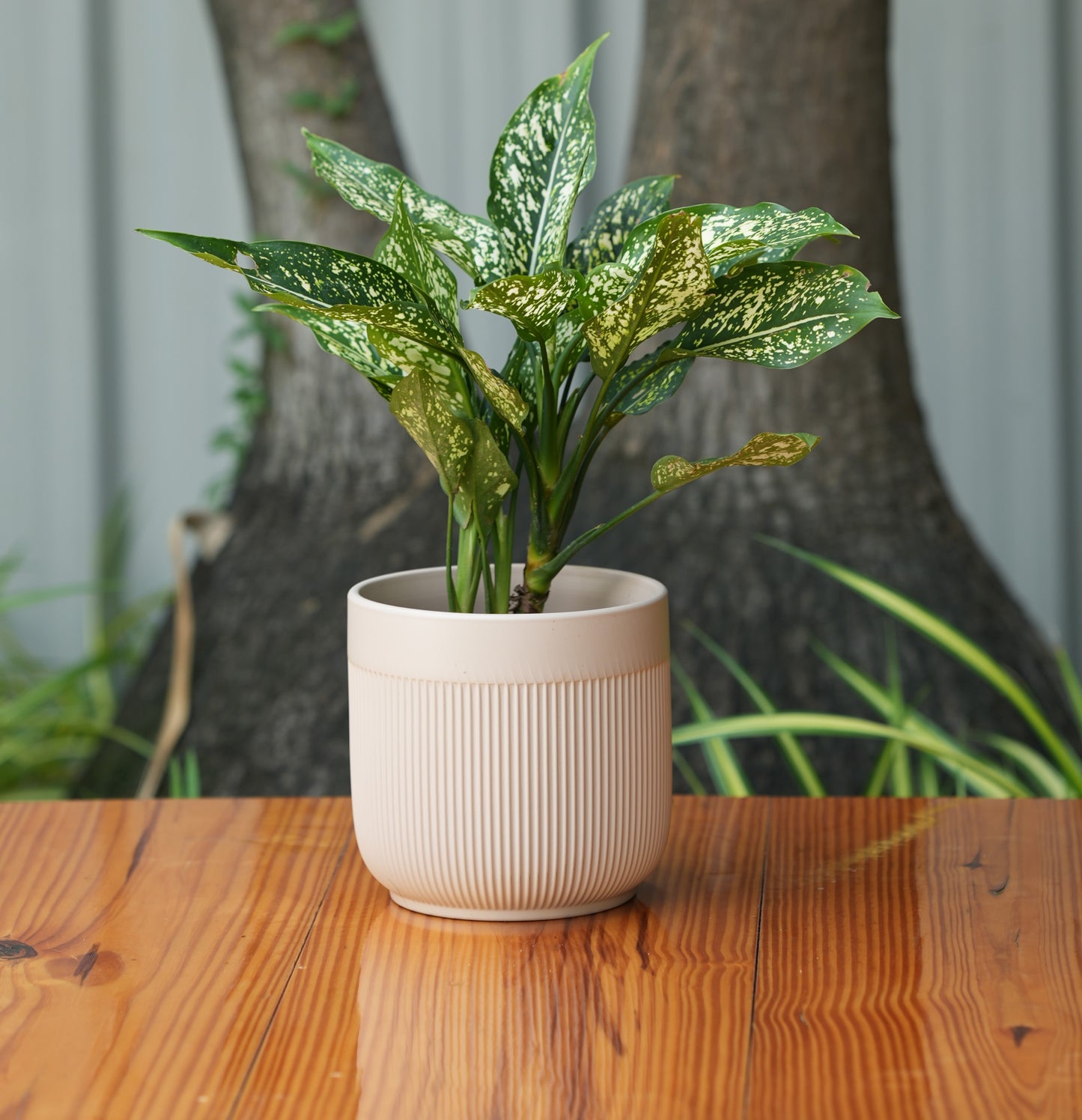 Round Ceramic Gamla Pot With Glossy Finsh