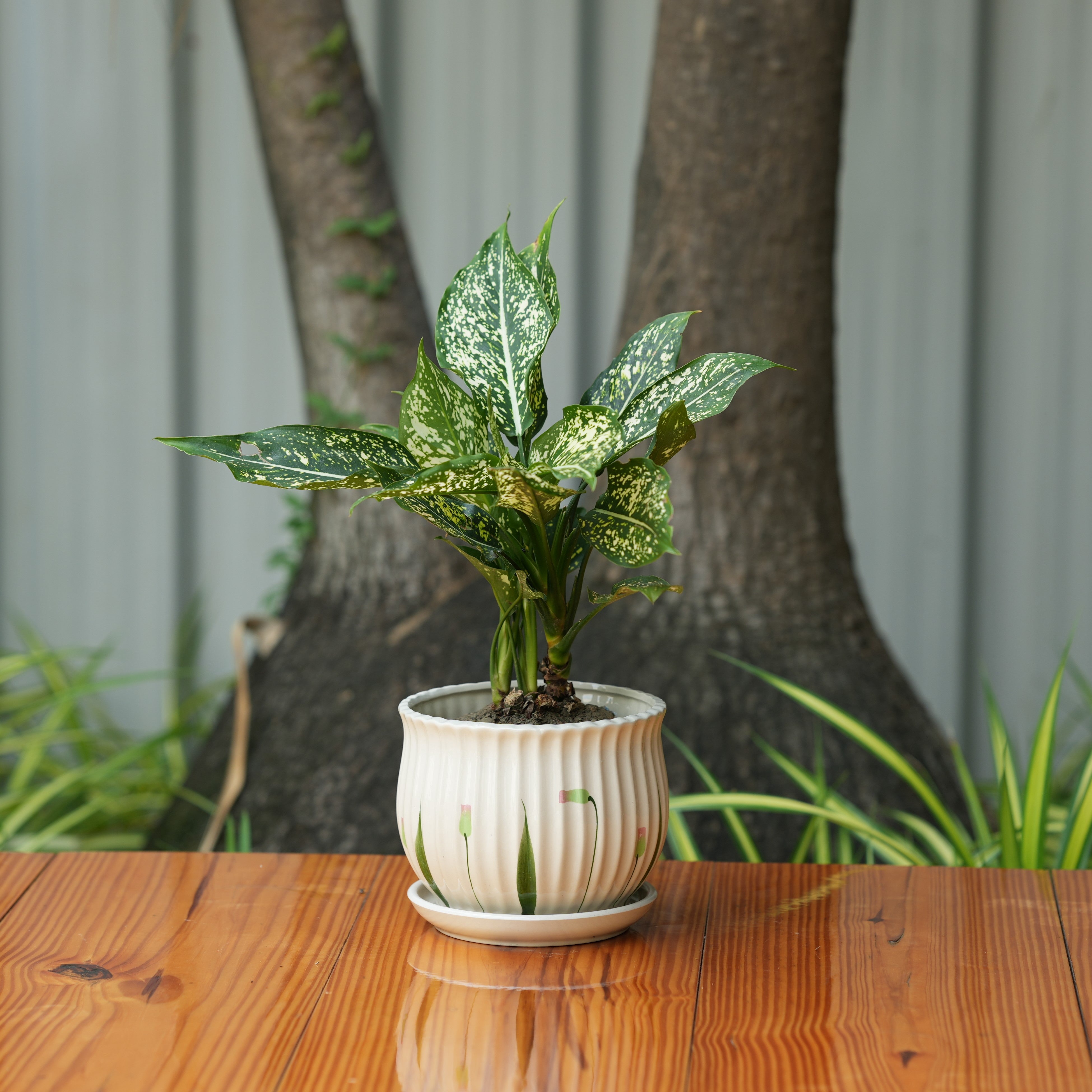 Matka Ribbed Printed Pot With Tray