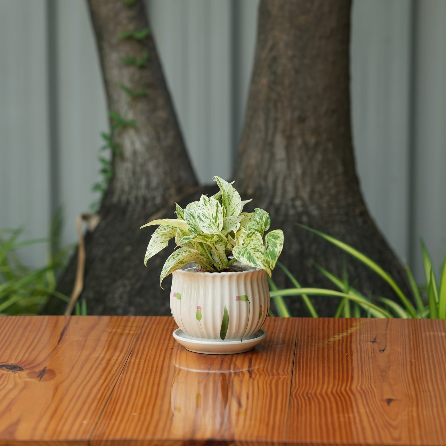 Matka Ribbed Printed Pot With Tray