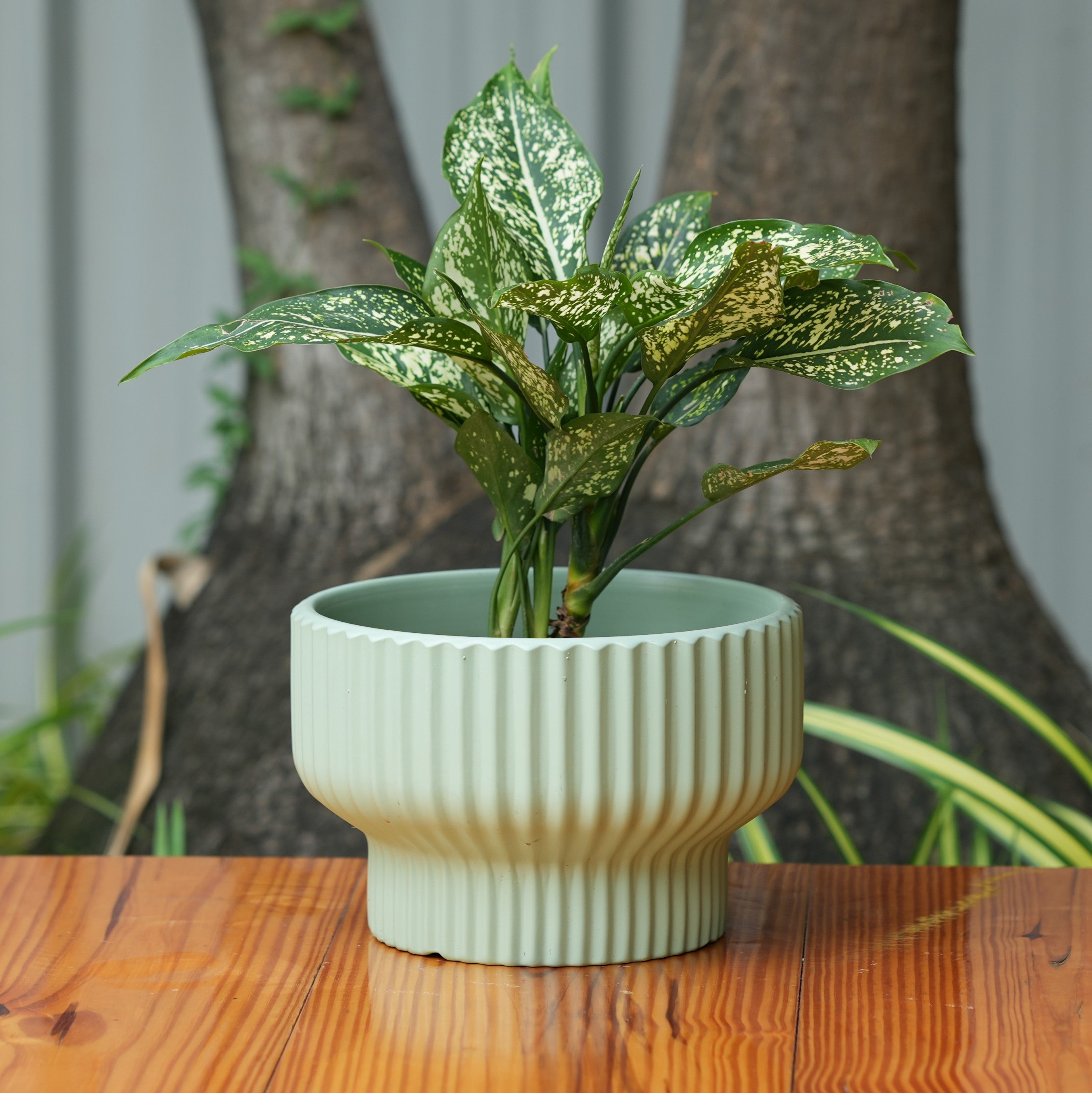 Round Shape Ribbed Pista Colour Ceramic Planter