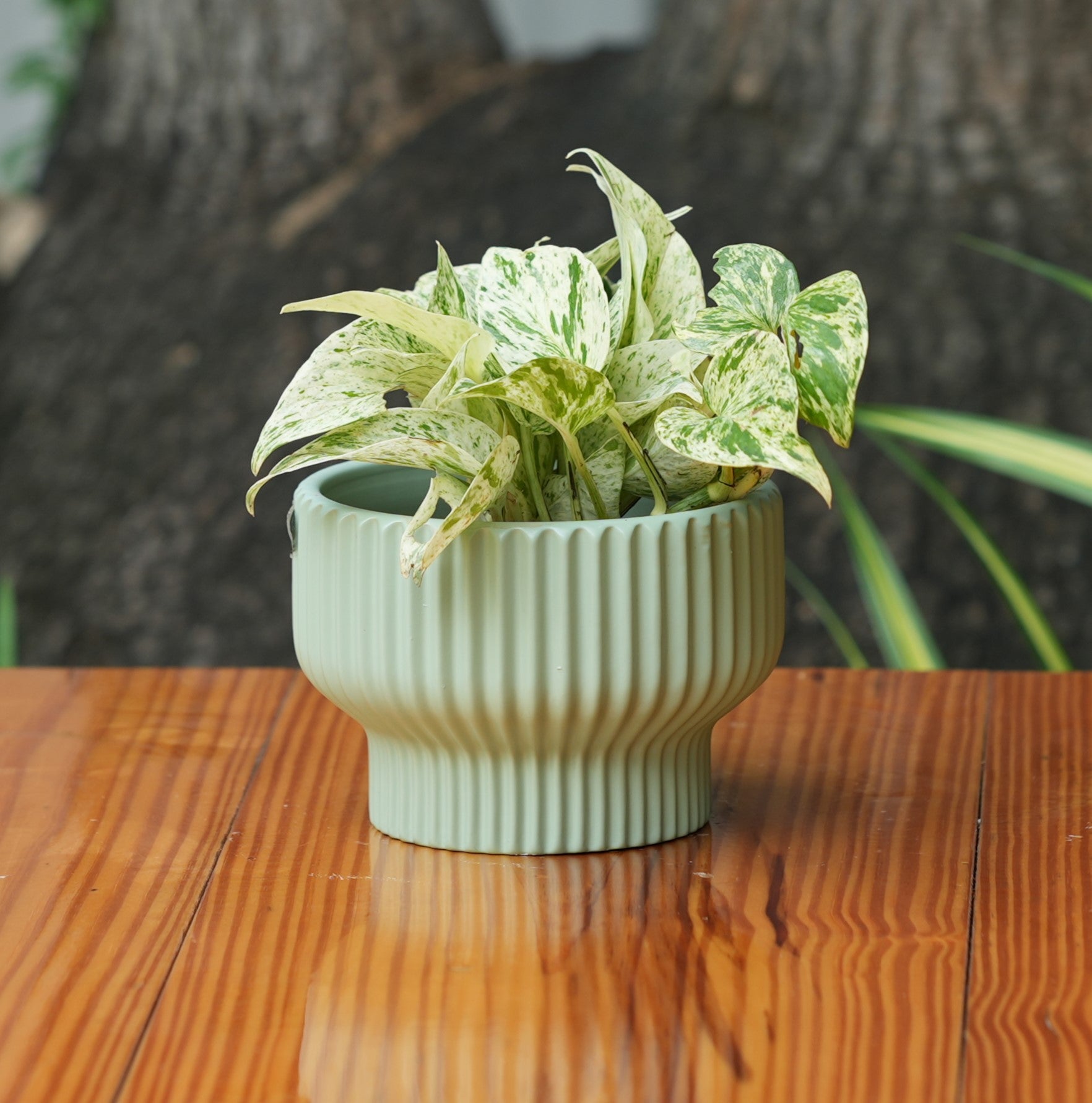 Round Shape Ribbed Pista Colour Ceramic Planter