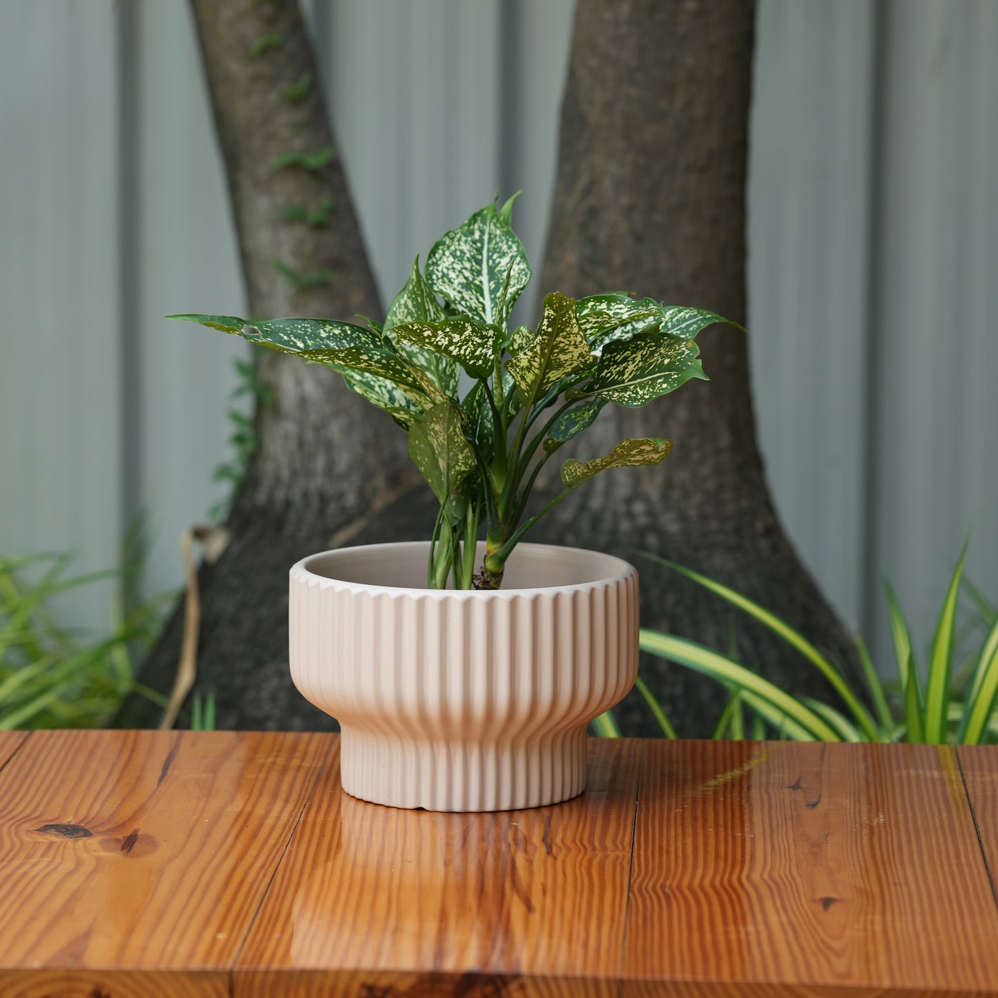 Round Shape Ribbed peach Colour Ceramic Planter