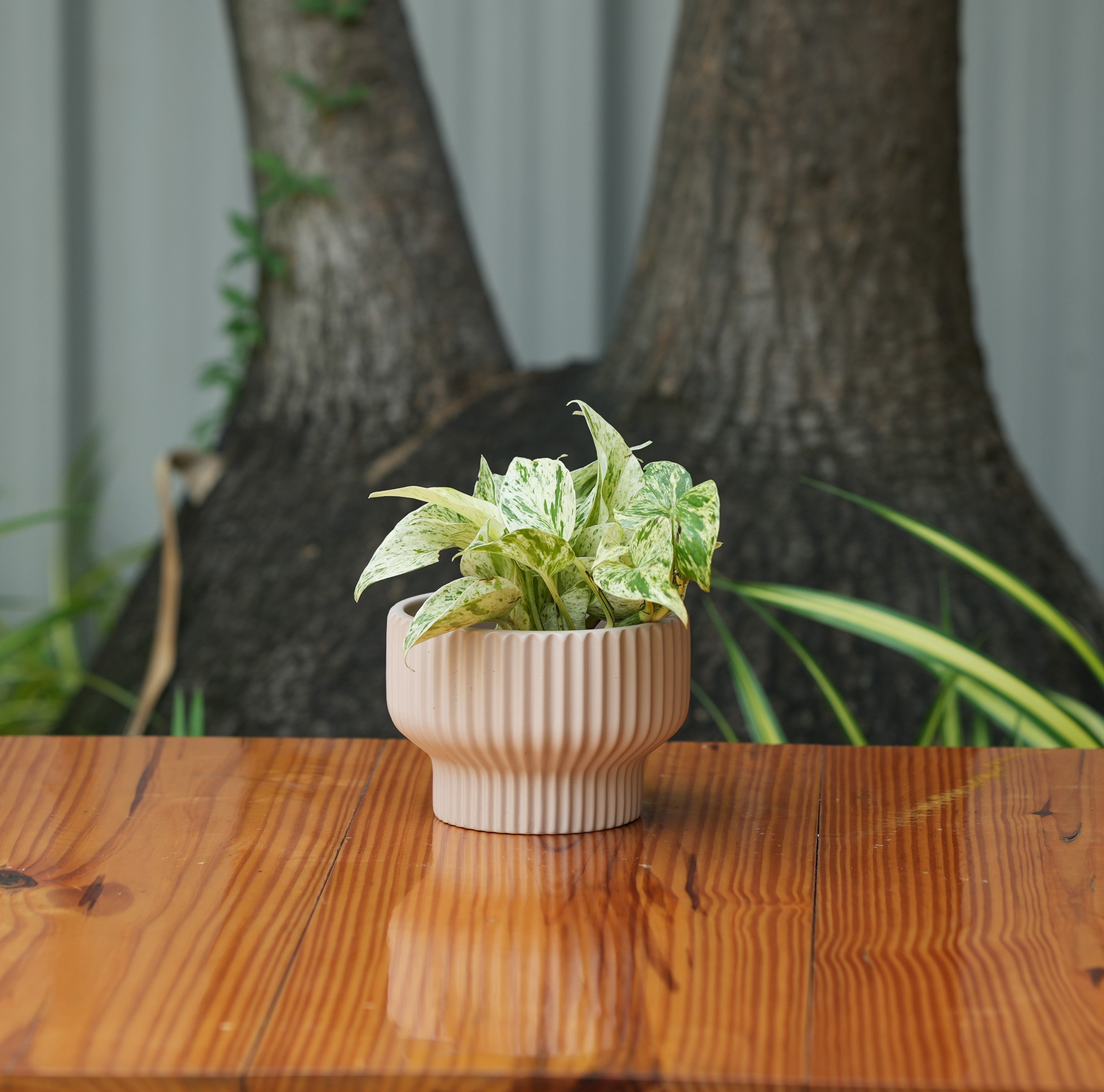 Round Shape Ribbed peach Colour Ceramic Planter